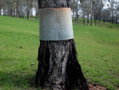 A typical tree with the Tin Band around the main trunk