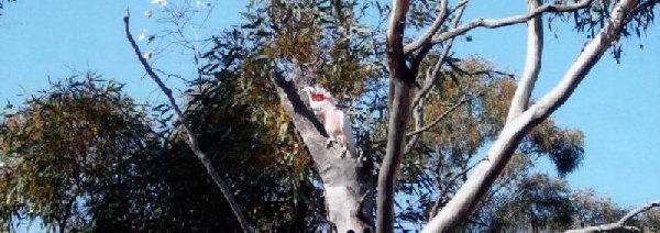 Conservation of Rare Australian Cockatoos