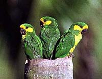Yellow-Eared Parrots